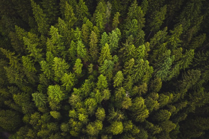 ліс - зображення