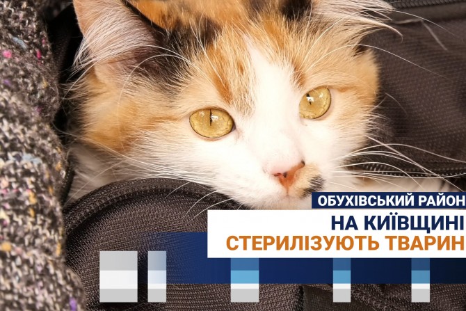 Свіжі та актуальні новини Обухів, анонси подій, обговорення, статті. Інформаційний портал Обухів. - 9400d820-3ac8-46fa-8a83-78cf69ac1308 - зображення