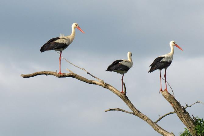 Україна-суспільство - 9706d010-6b23-413e-a040-b87f3d297a07 - зображення
