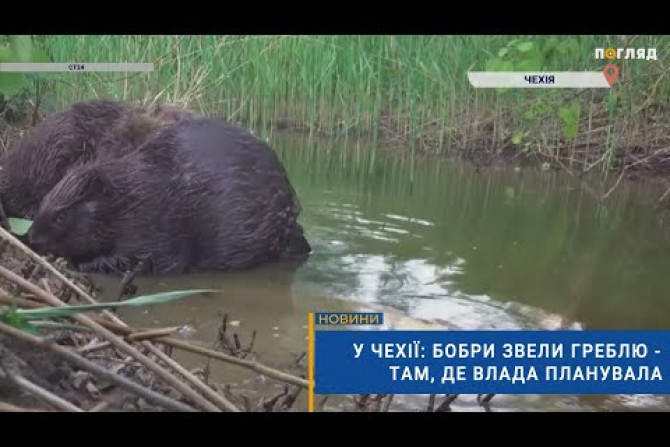 Погляд — новини Київщини онлайн - 9e2e5a48-e9a4-4fbf-a599-f0cc5043fe70 - зображення