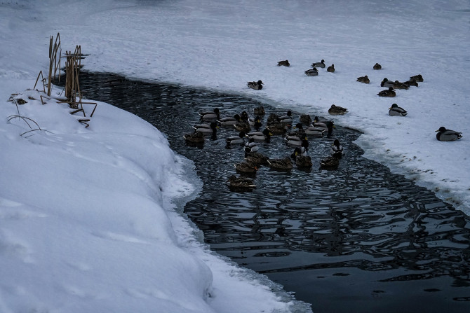 Свіжі та актуальні новини Ірпінь, анонси подій, обговорення, статті. Інформаційний портал Ірпінь. - a0ea951e-83cc-4144-b341-c600653b493d - зображення
