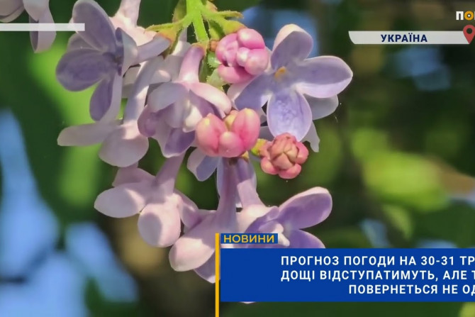 Погляд — новини Київщини онлайн - a1e5f128-f8cc-4b0b-a69c-48d8f443c3a3 - зображення