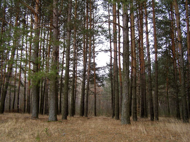 Держава повернула незаконно приватизовані території Біличанського лісу - зображення