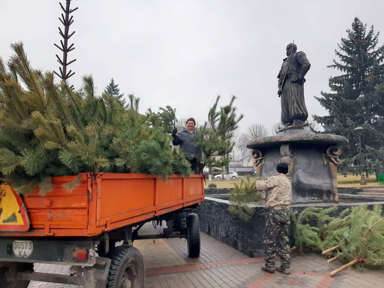 У Миронівці встановлюють новорічну ялинку, для цього завезли майже дві сотні дерев - зображення