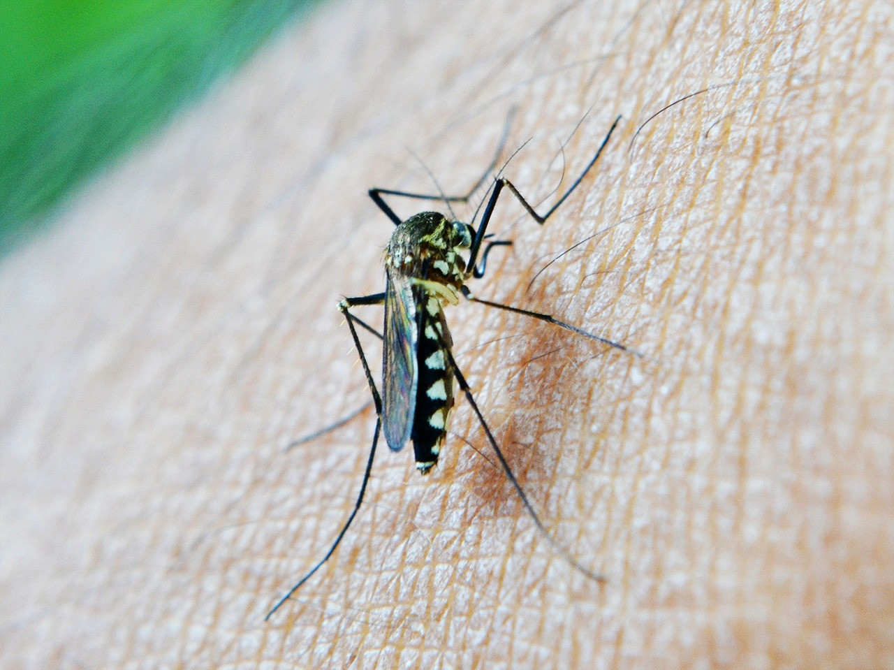 Вперше цього року: в Україні зафіксували випадок малярії - зображення