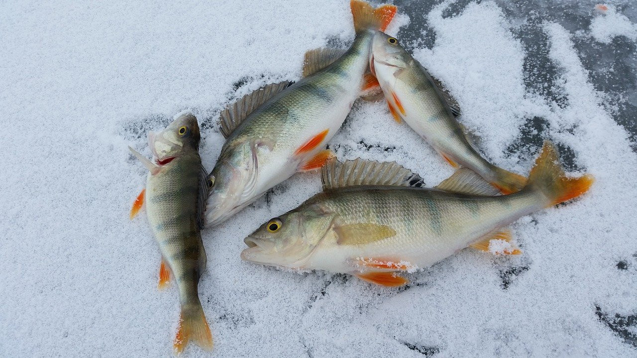 У Броварах комунальники врятували рибу в місцевому озері від задухи - зображення