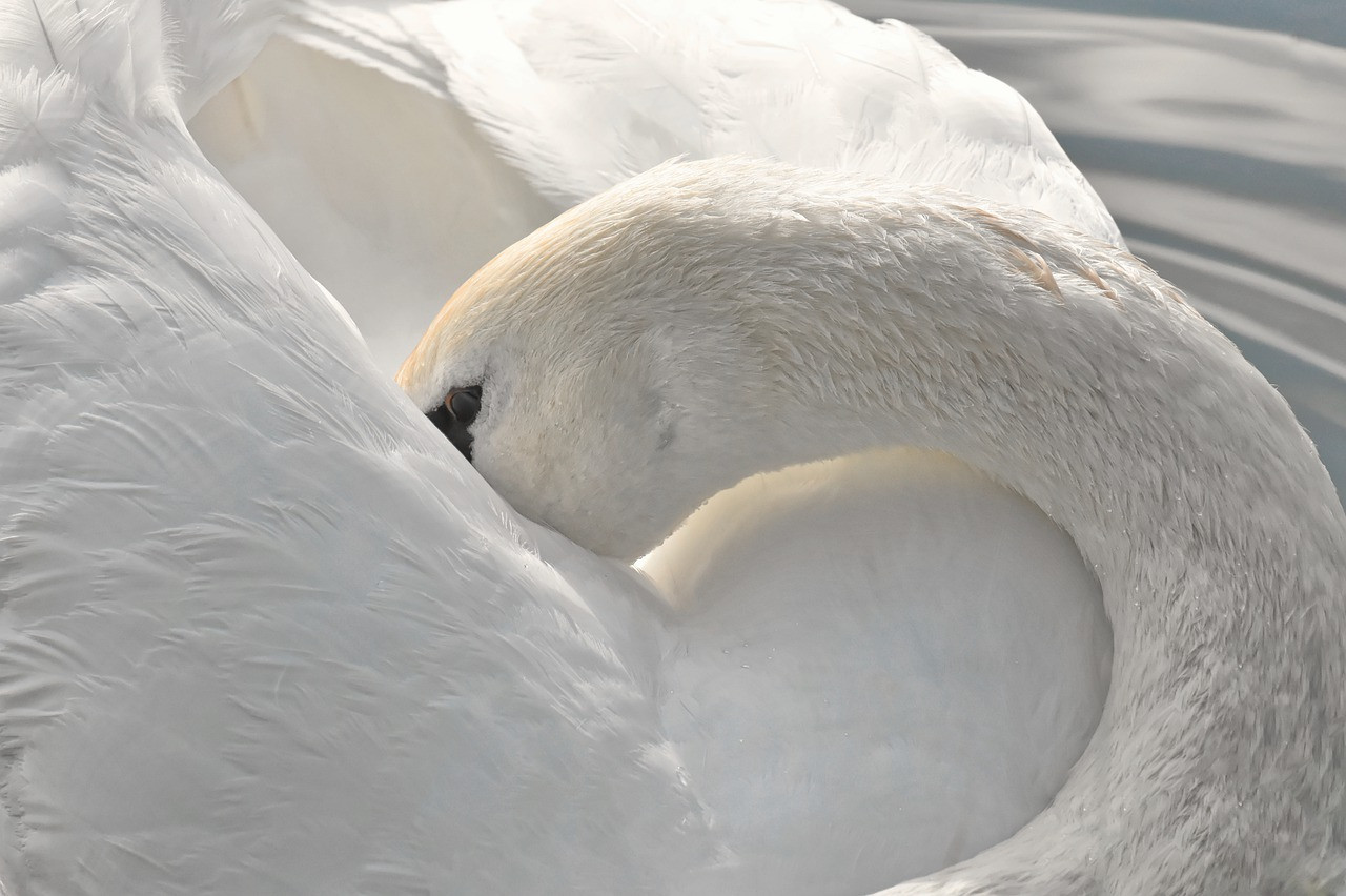 В Українці відразу на двох річках оселилися лебеді - зображення