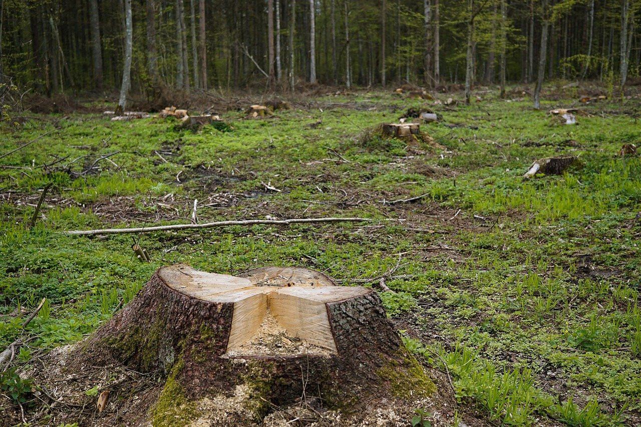 255 гривень за понад пів сотні пошкоджених дерев: на Бориспільщині суд оштрафував лісничого - зображення