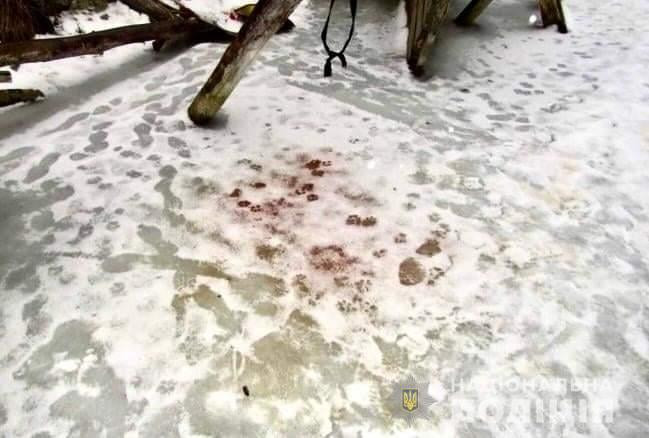 Поліція розслідує обставини жорстокого вбивства диких тварин в Ірпені - зображення