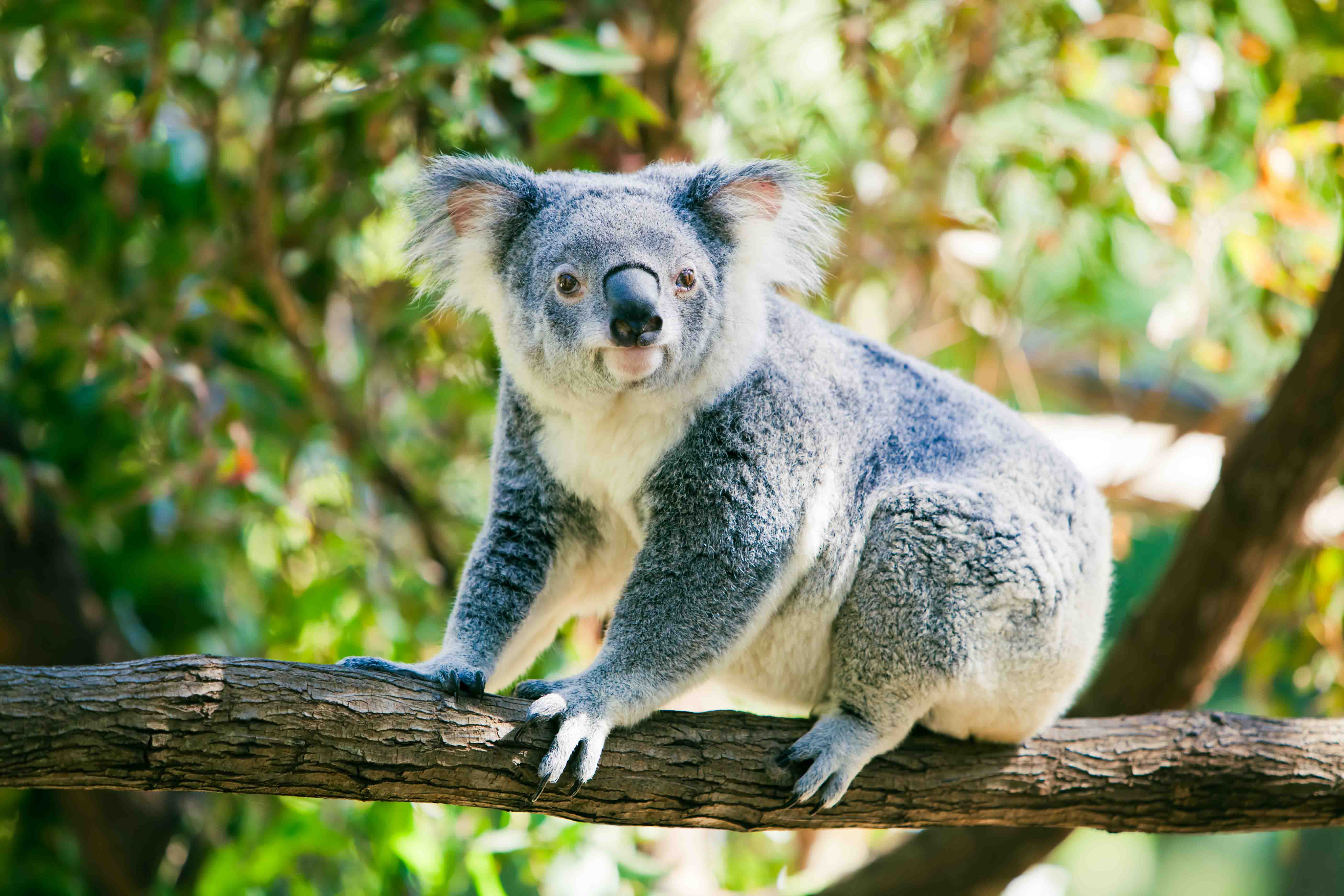 Коал в Австралії оголосили вимираючим видом - зображення