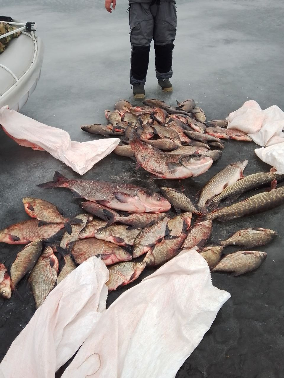 Екоінспектори вилучили в браконьєрів на Київському водосховищі понад 100 кілограмів риби - зображення
