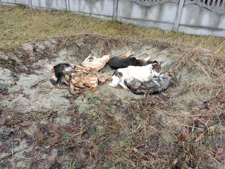 Розпочато досудове розслідування у кримінальному провадженні щодо загибелі тварин у бородянському притулку - зображення