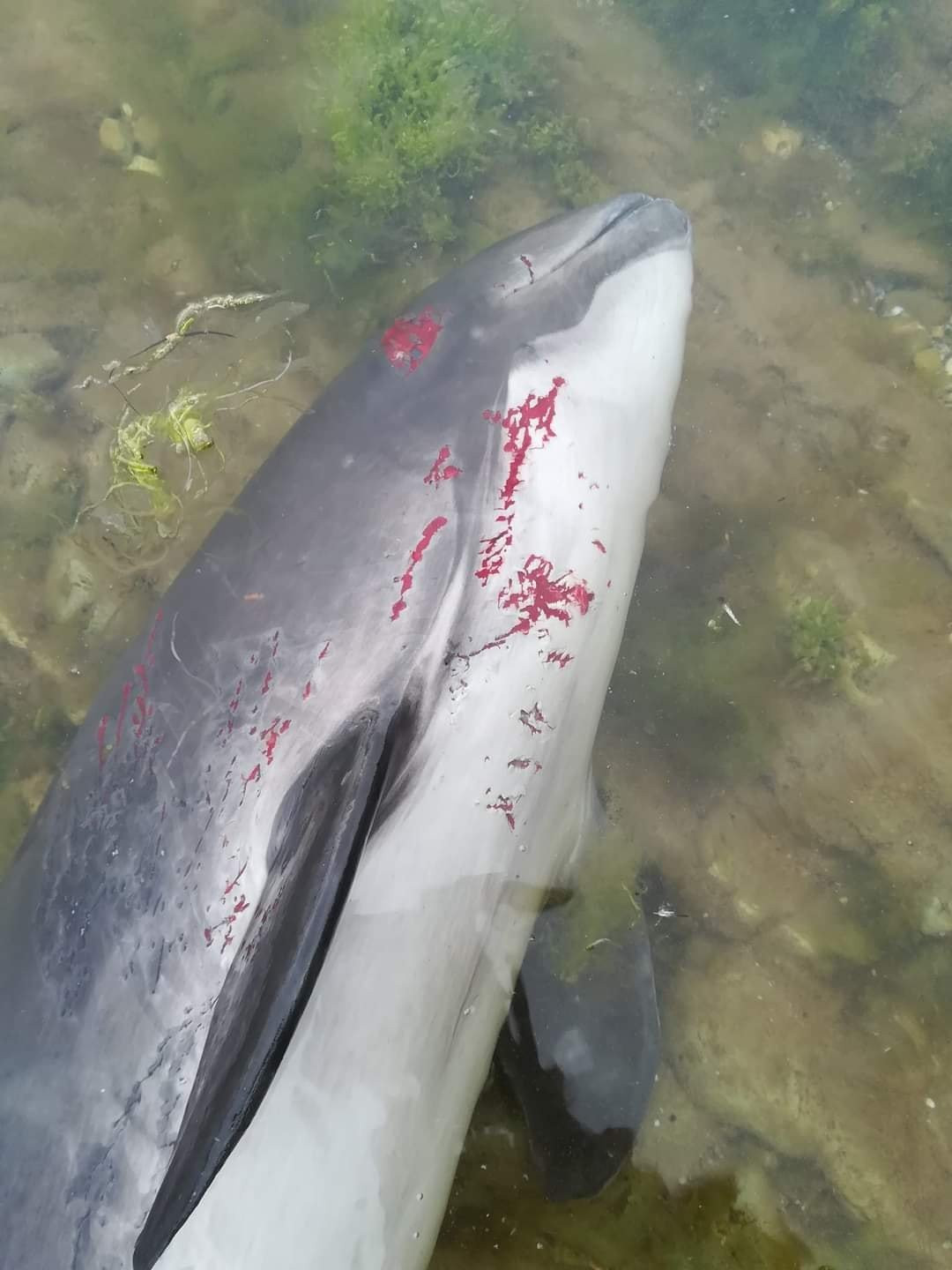 Через окупантів у Чорному морі загинуло кілька тисяч дельфінів, – еколог - зображення