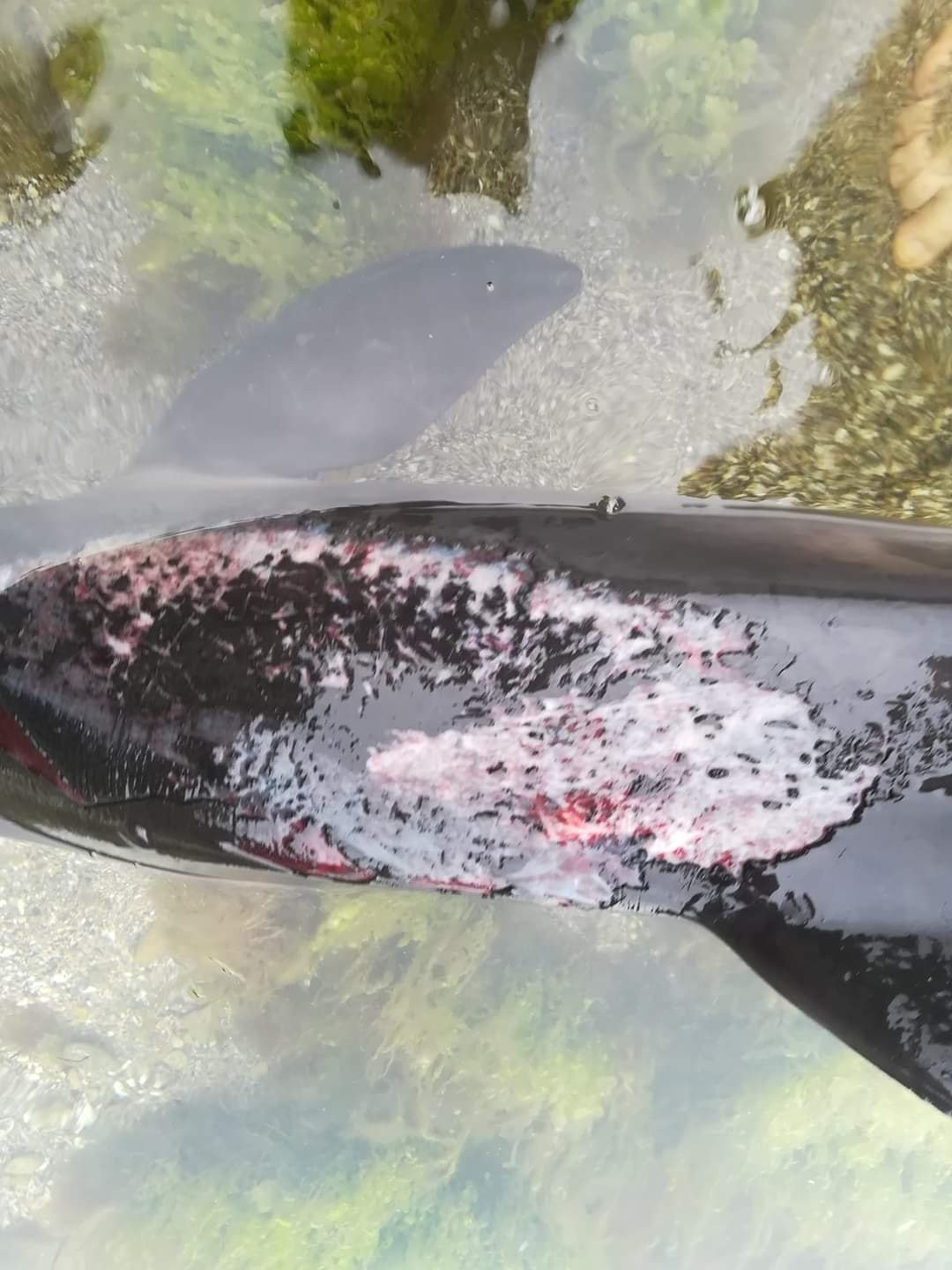 Через окупантів у Чорному морі загинуло кілька тисяч дельфінів, – еколог - 1 - зображення