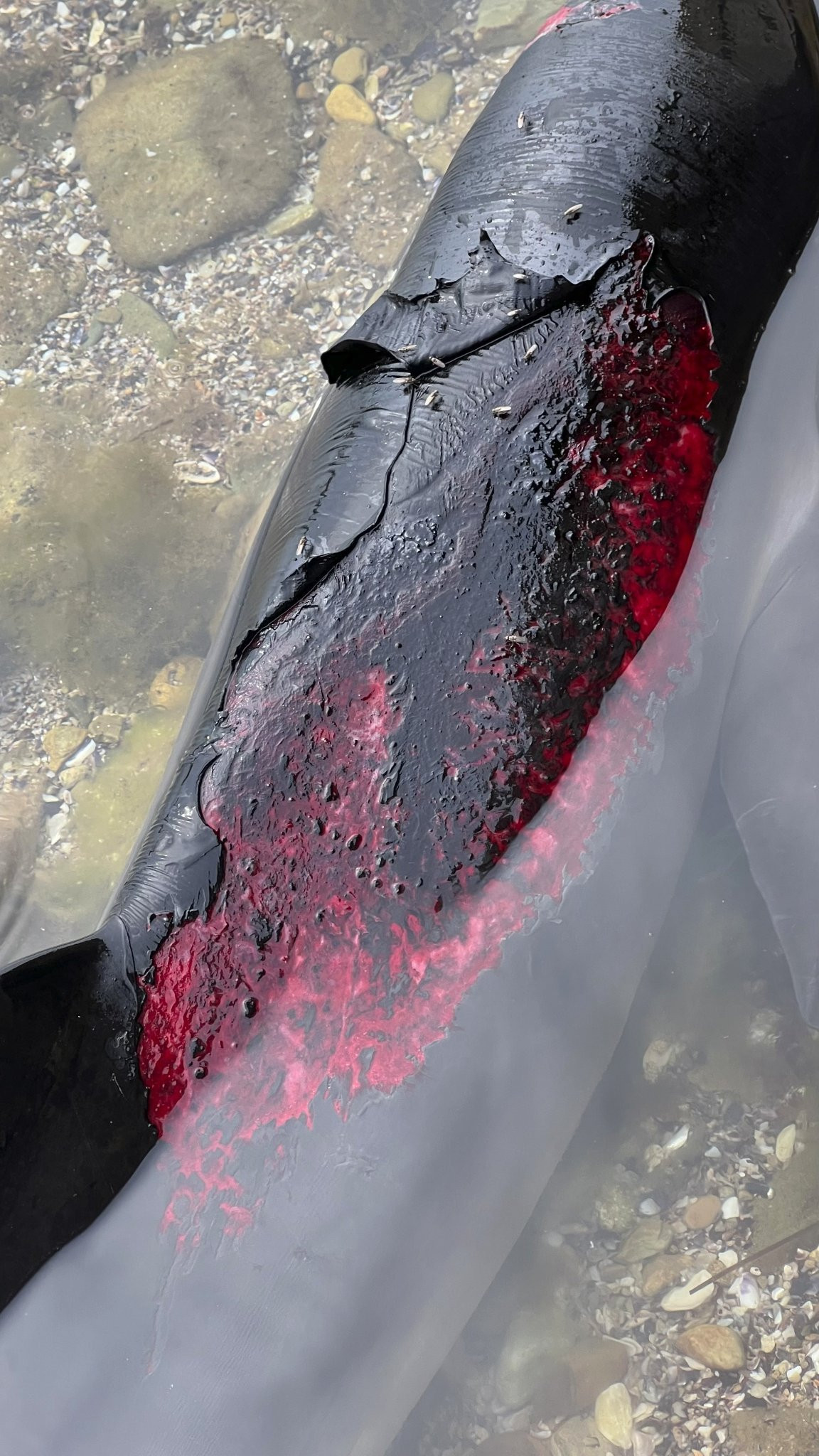Через окупантів у Чорному морі загинуло кілька тисяч дельфінів, – еколог - 2 - зображення