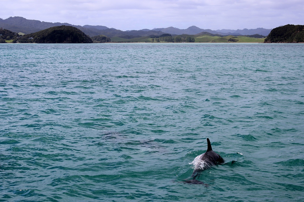 Через окупантів у Чорному морі загинуло кілька тисяч дельфінів, – еколог - зображення