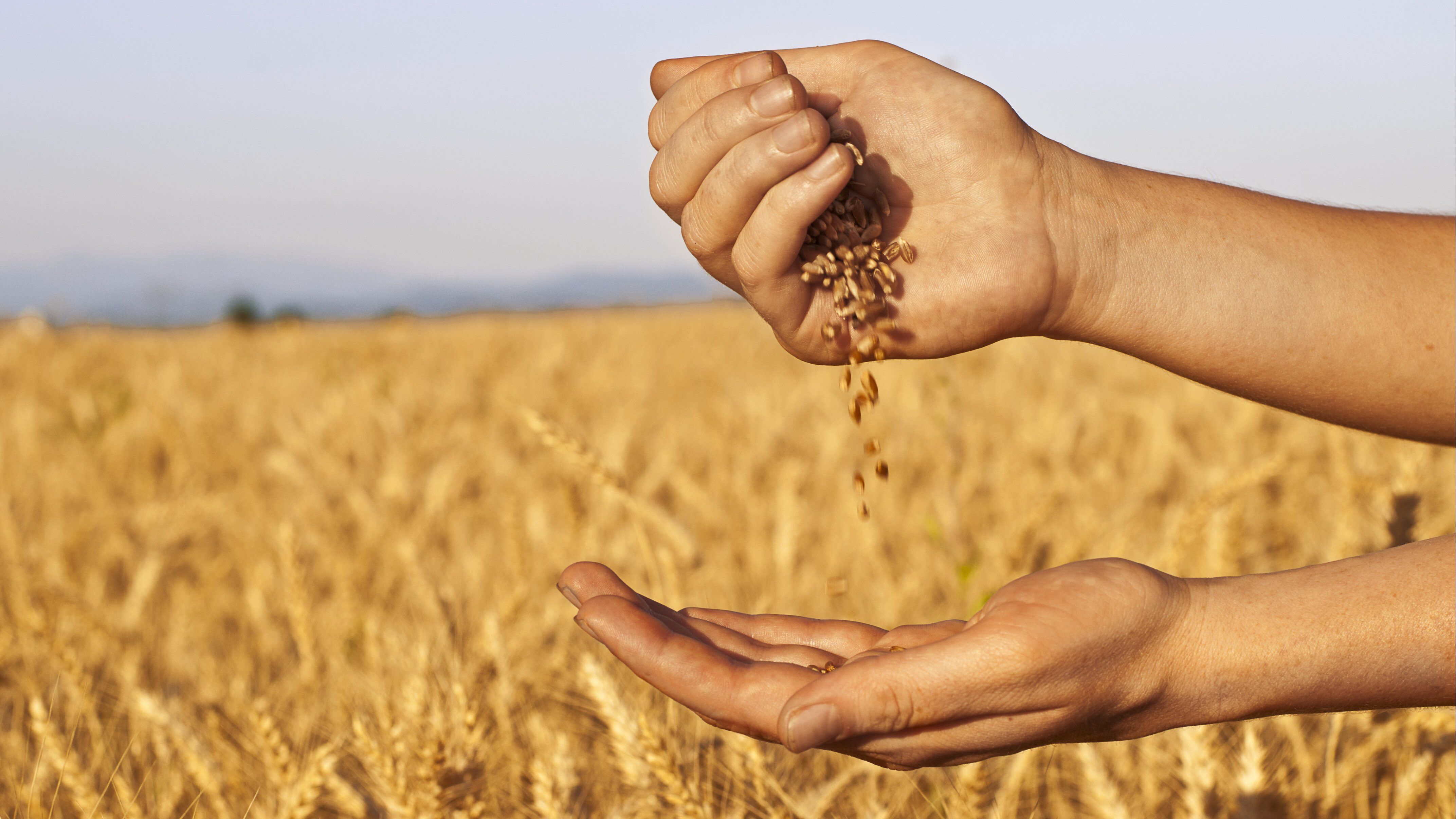 Експорт українського зерна впав вдвічі, – мінаграрної політики - зображення