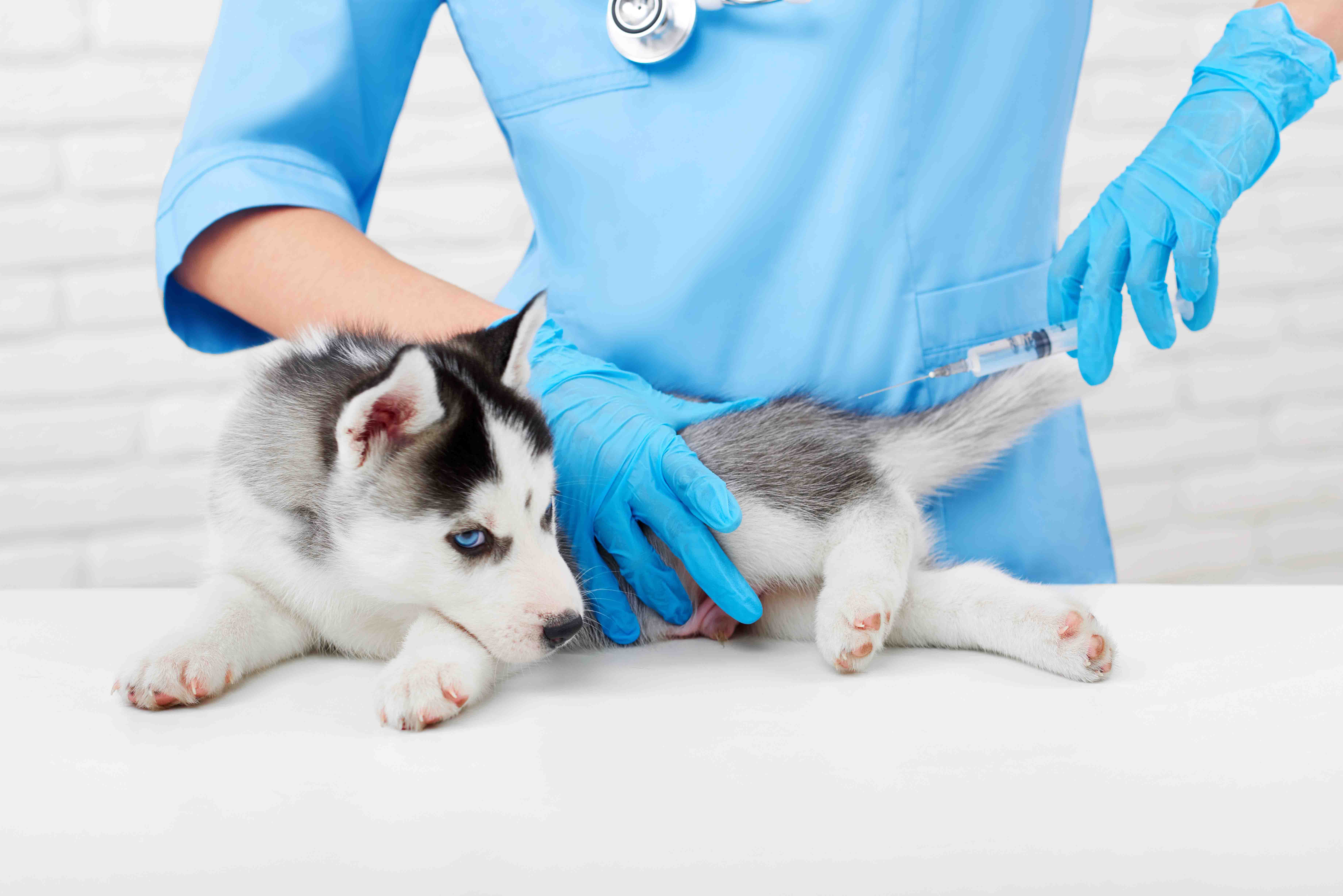 На Київщині стартувала кампанію вакцинації домашніх тварин проти сказу - зображення