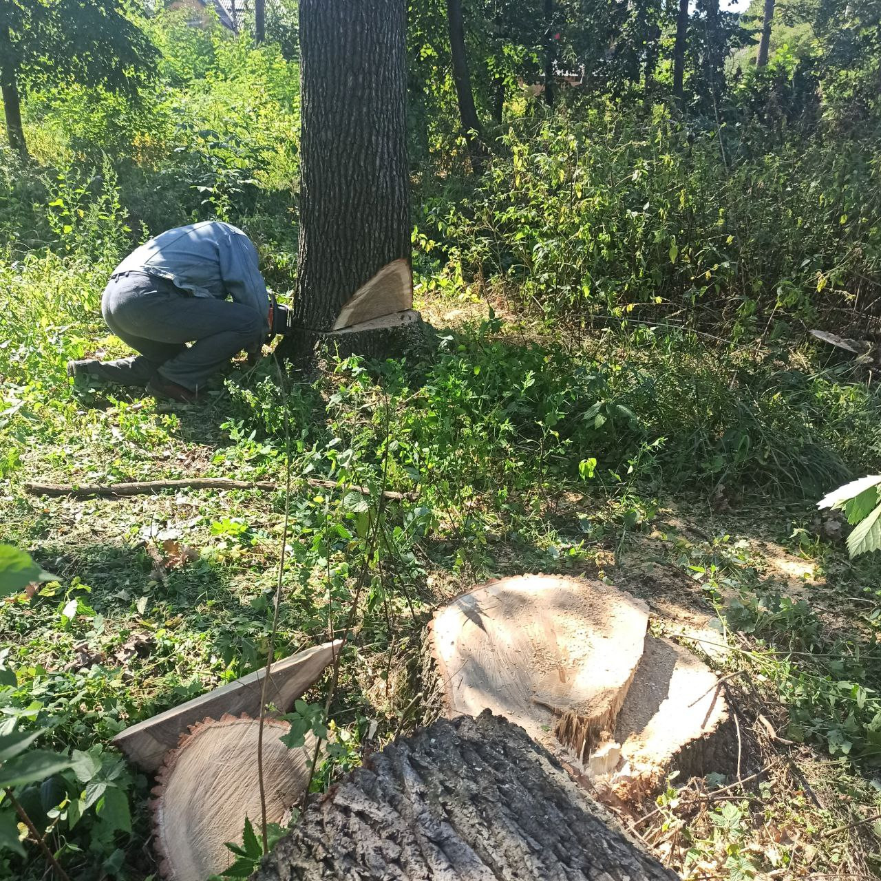 В Ірпені парку героїв АТО під час війни знищують живі дерева - зображення