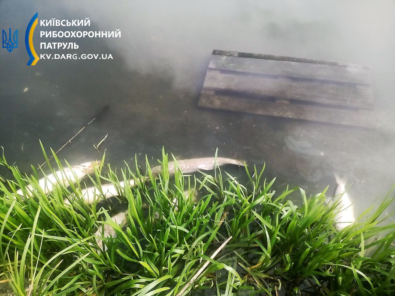 У водоймах Бучанщині гине риба: що відомо - зображення