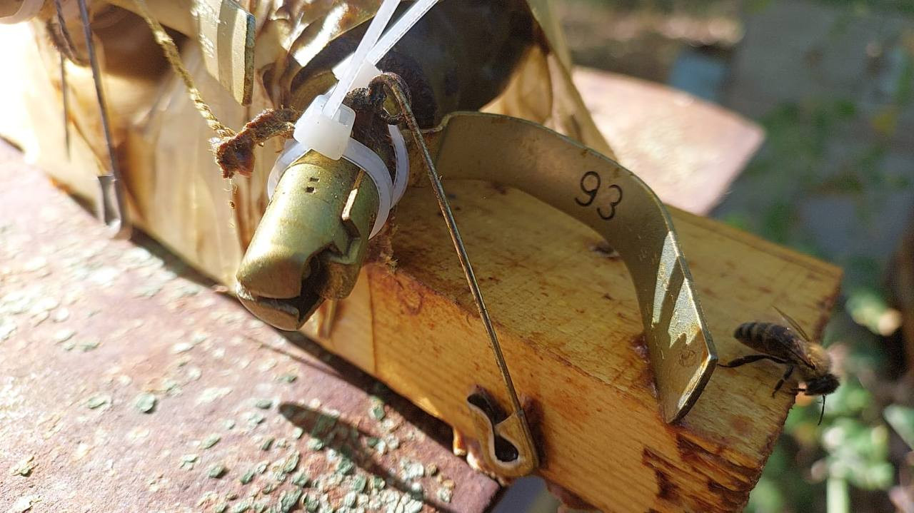 Українські бджоли рятують життя: в Бабинцях окупанти залишили пастку в вулику - зображення