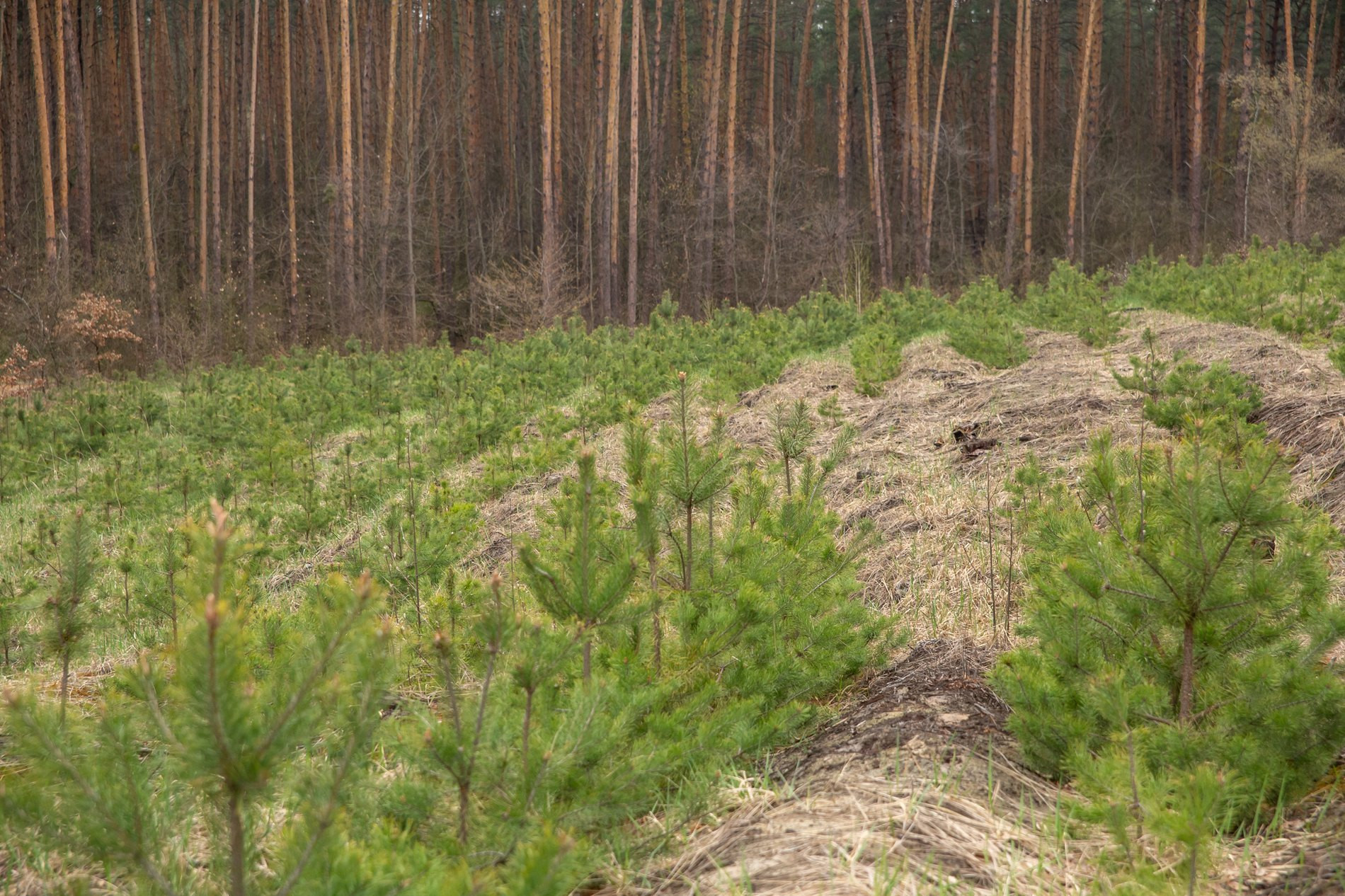 Понад 20 тис. дерев: рятувальники висадили на Макарівщини власний ліс - зображення