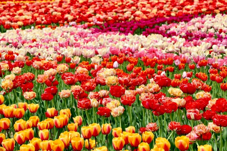 У парку на Макарівщині висадять 250 тис. цибулин тюльпанів від голандських фермерів - зображення