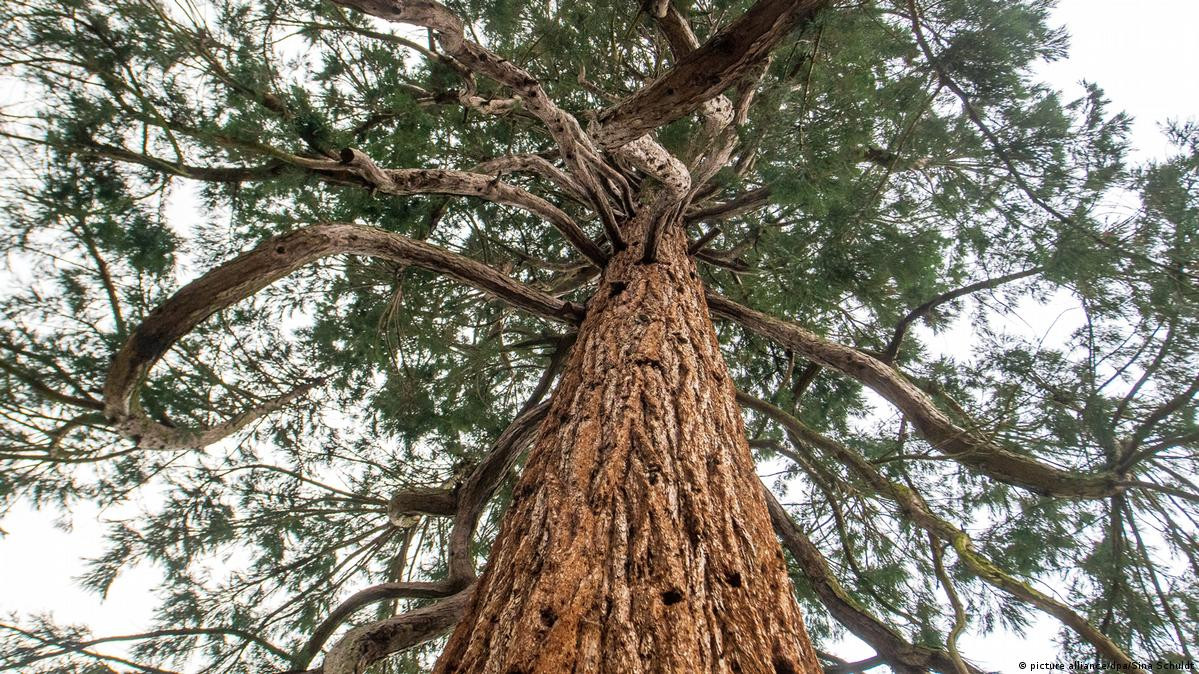 Ночувала на дереві: на Фастівщині знайшли жінку, яка заблукала в лісі - зображення