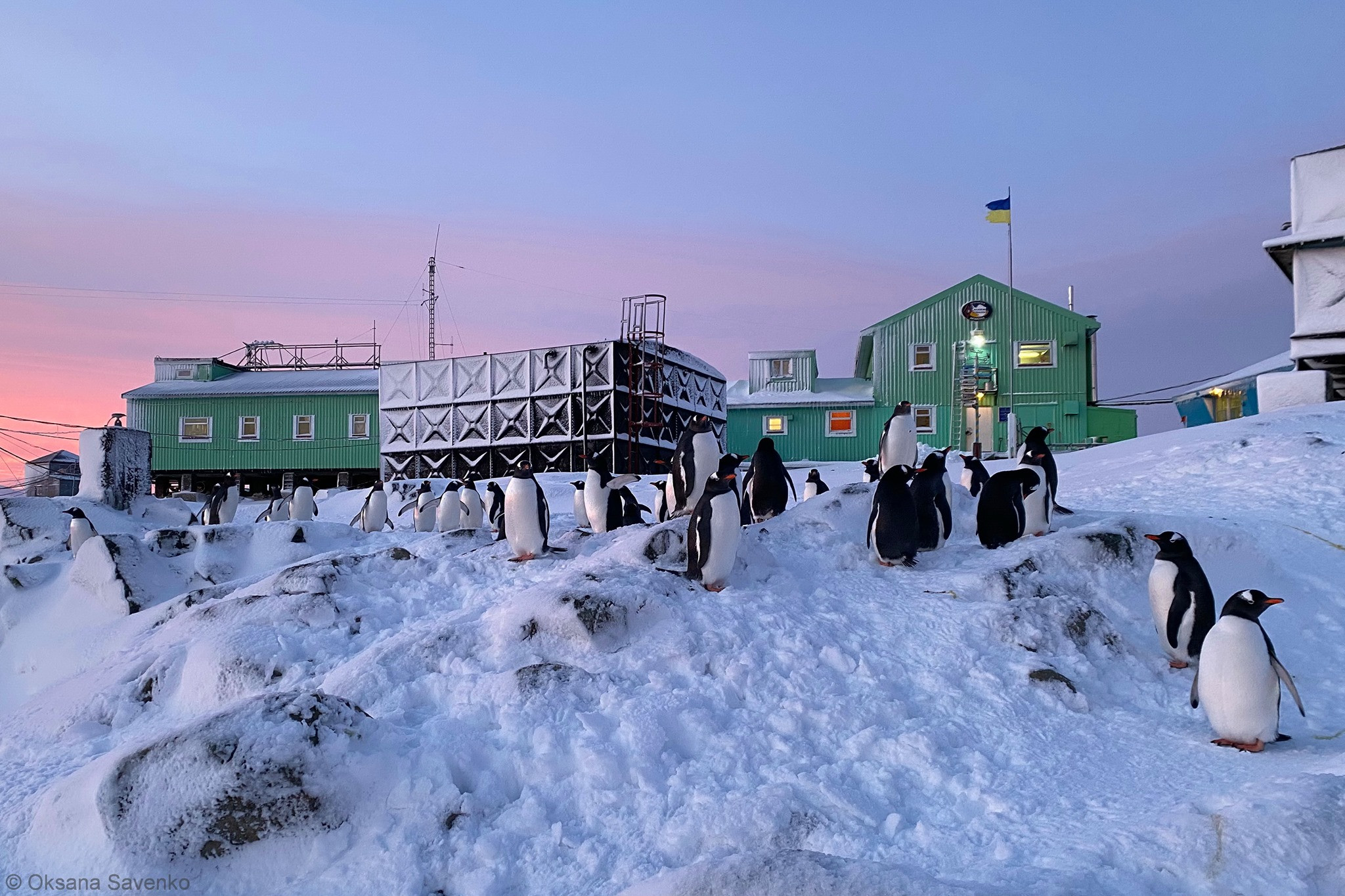 Пінгвіни оточують українську станцію в Антарктиді - зображення