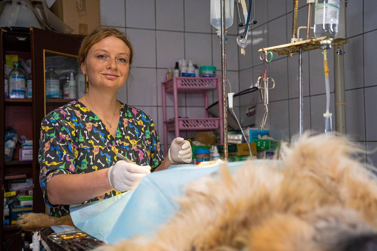 Сьогодні в Гостомелі безкоштовно стерилізуватимуть та вакцинуватимуть тварин - зображення