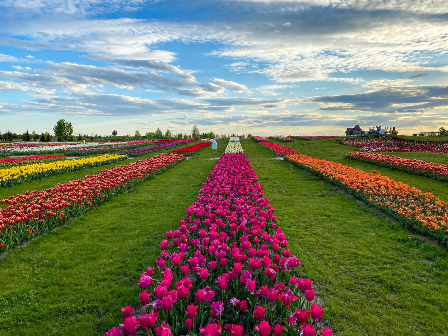 У парку під Києвом розквітнуть три мільйони тюльпанів - зображення