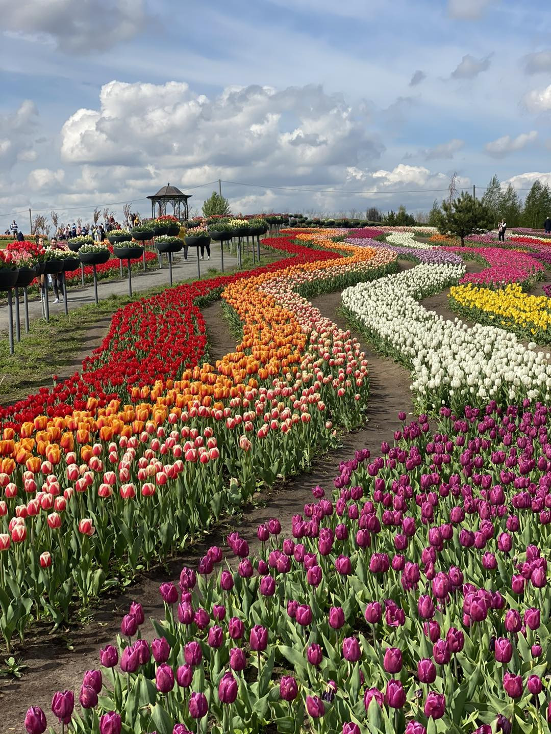 У парку під Києвом розквітнуть три мільйони тюльпанів - зображення