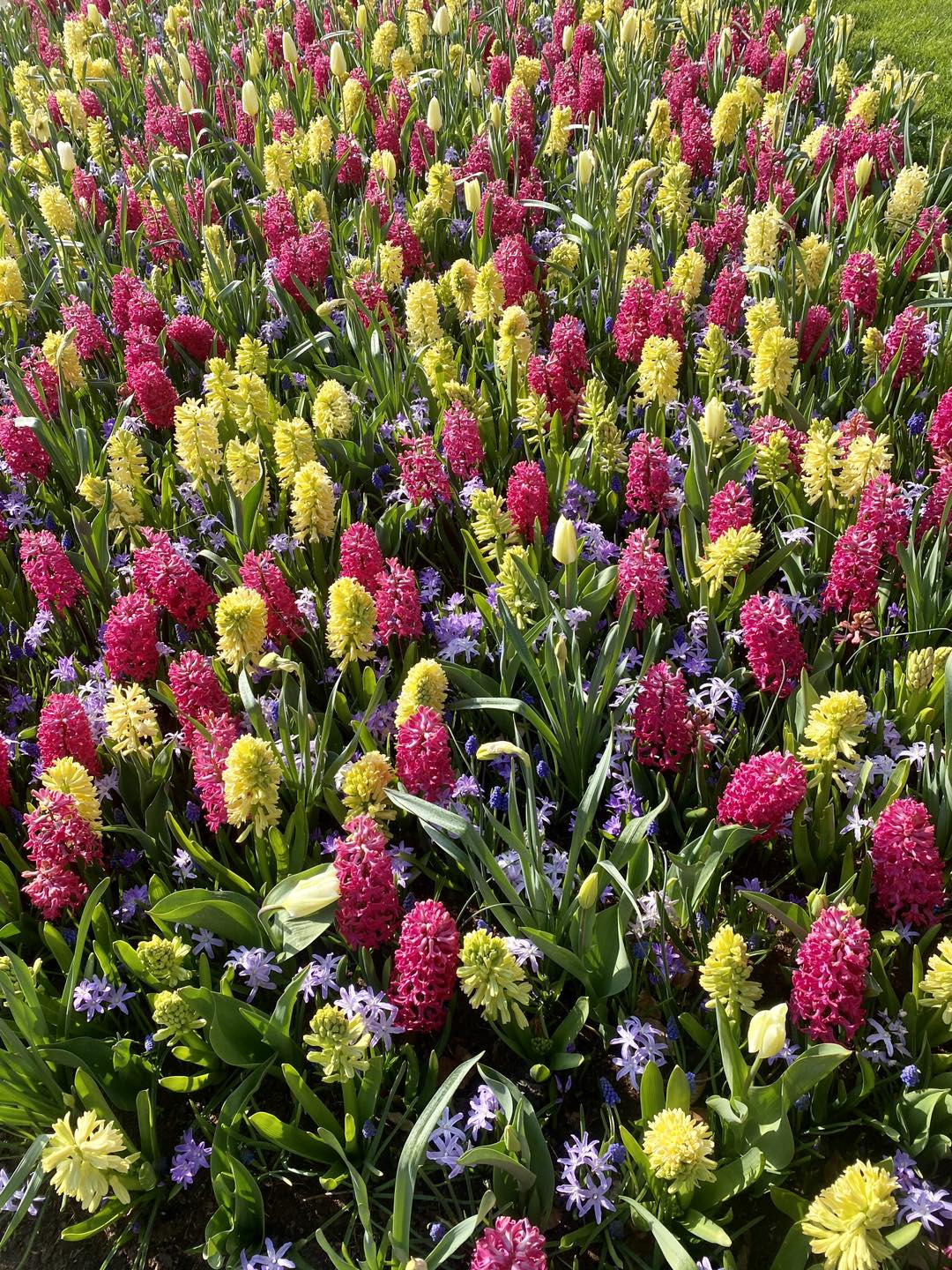 У парку під Києвом розквітнуть три мільйони тюльпанів - 1 - зображення