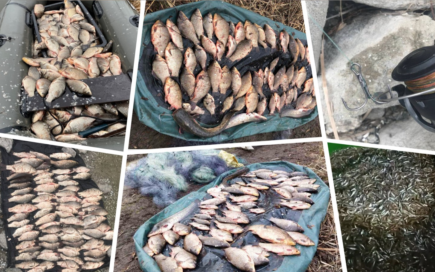 На річці Ірпінь браконьєри наловили риби на понад 100 тис. грн. - зображення