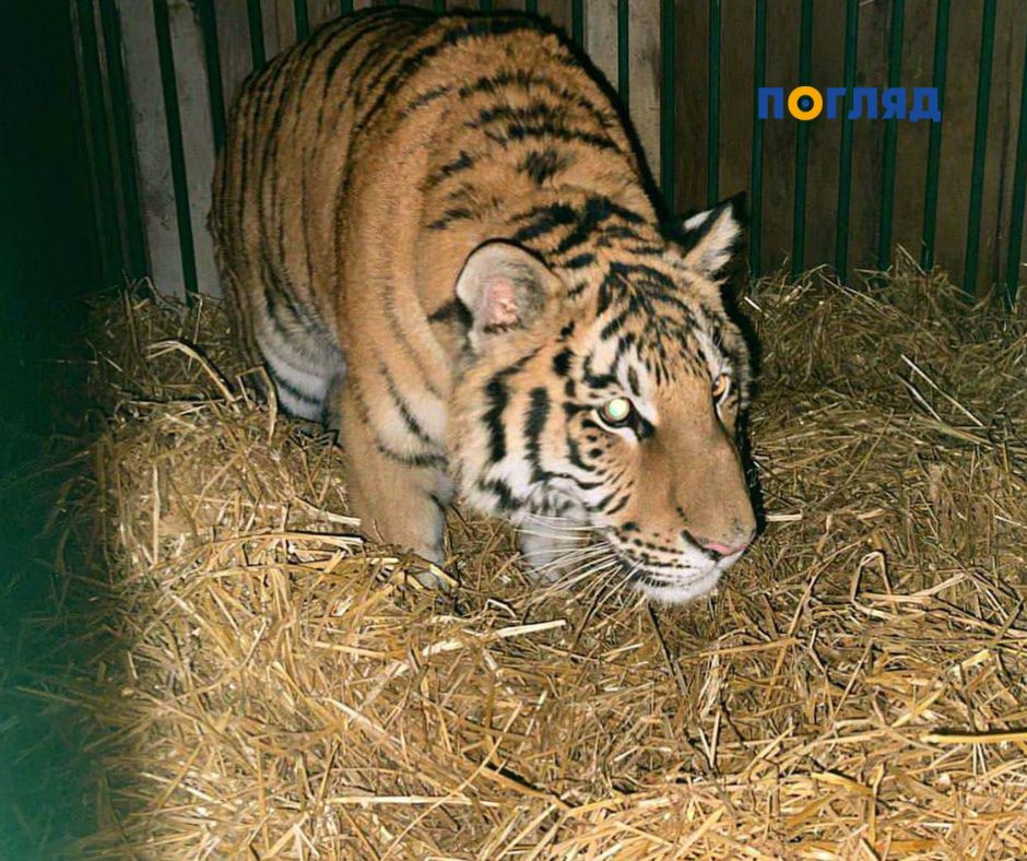 Тримали вдома тигра: в Київській області смугастий хижак жив у приватному домоволодінні - зображення