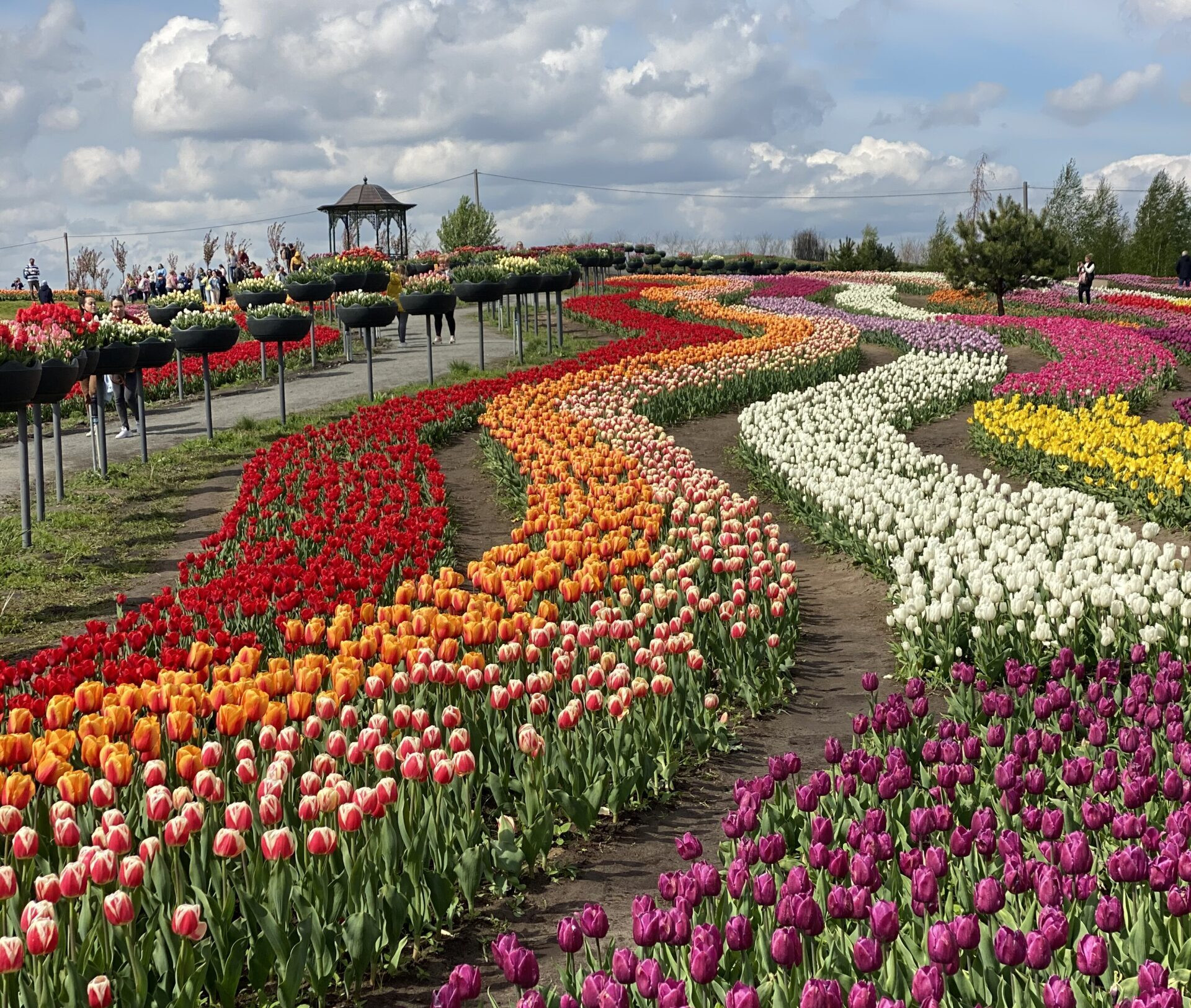 Цього тижня Добропарк відкриє сезон тюльпанів - зображення