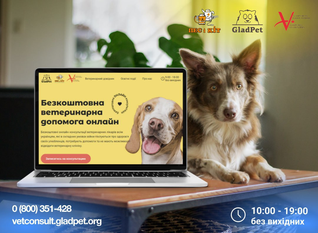 В Україні запустили сервіс безкоштовної ветеринарної допомоги: які умови? - зображення