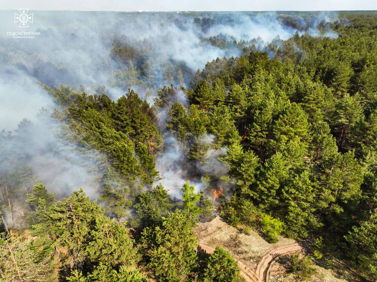На Вишгородщині загорівся ліс: з пожежею борються з обіду - зображення