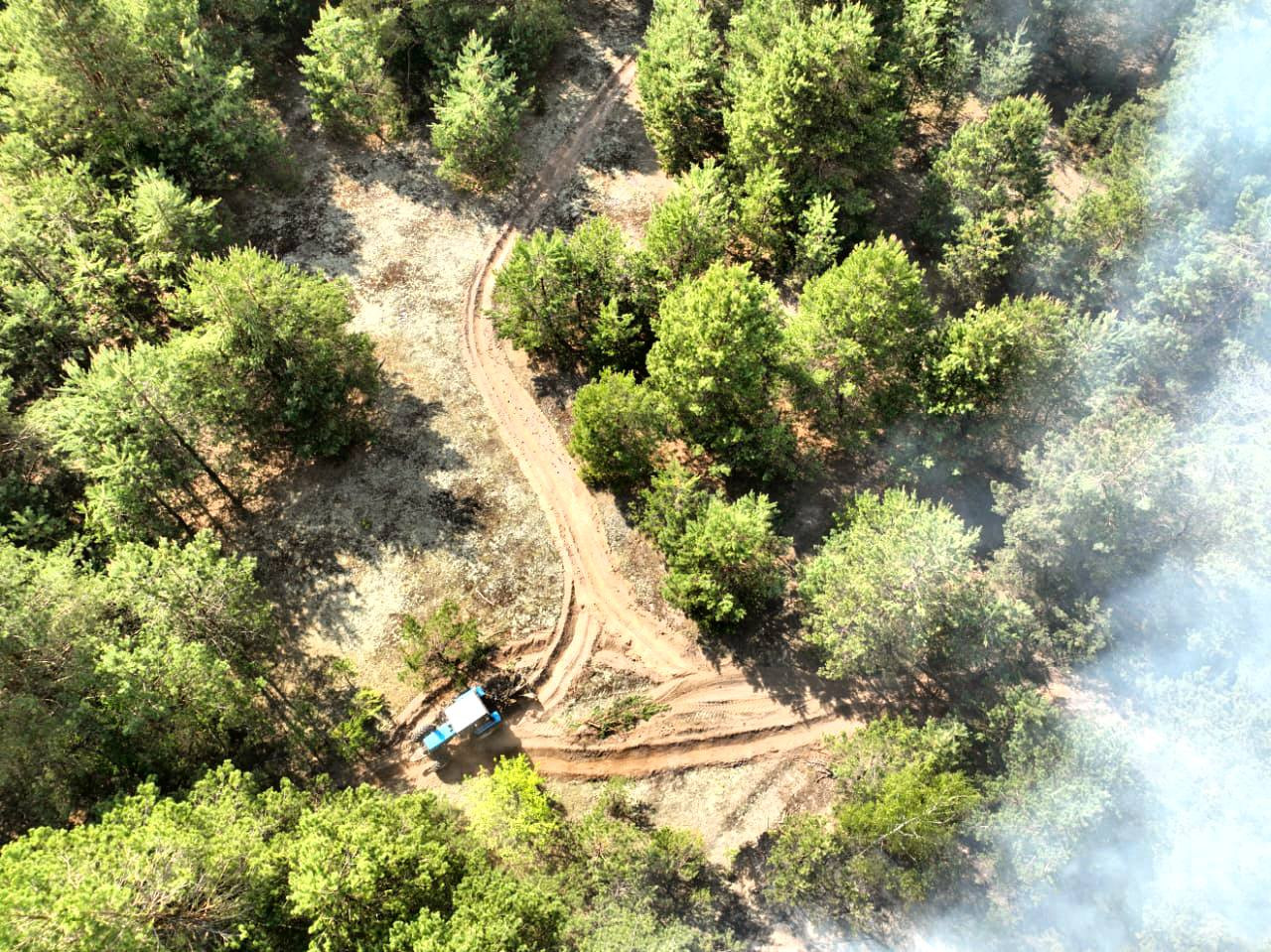 У Вишгородсьому районі загасили масштабну лісову пожежу - зображення