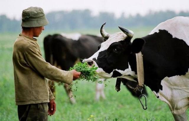 Власники корів можуть отримати фінансову допомогу - зображення