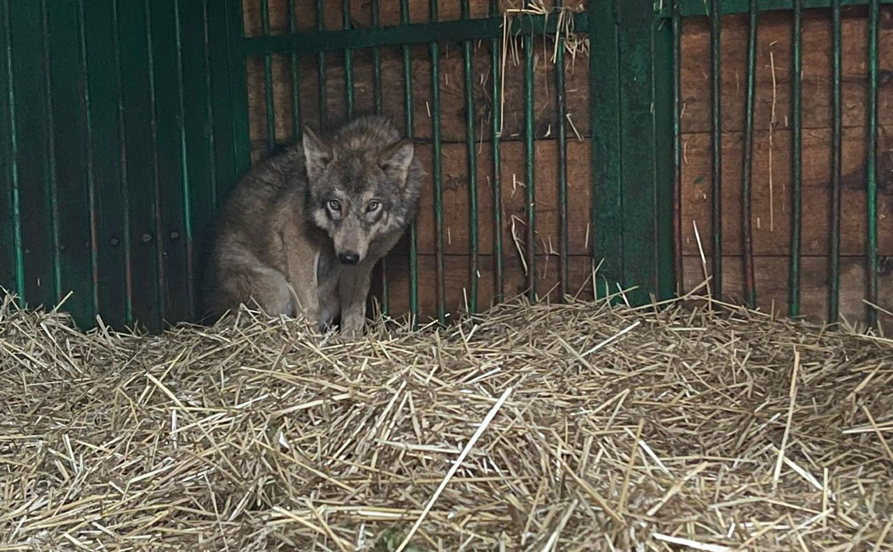 У Центр порятунку тварин на Київщині привезли молоду вовчицю, яку придбали як собаку - зображення