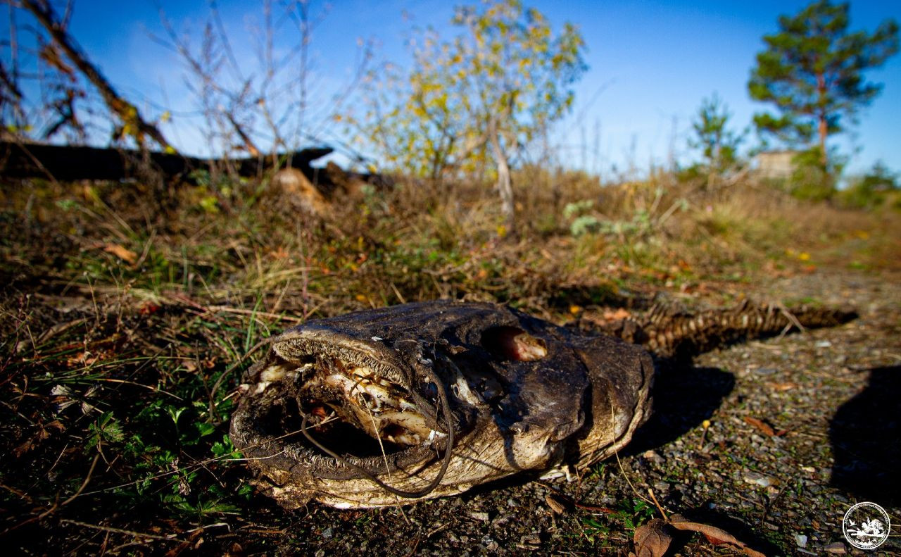 У Чорнобилі гинуть велетенські соми - зображення