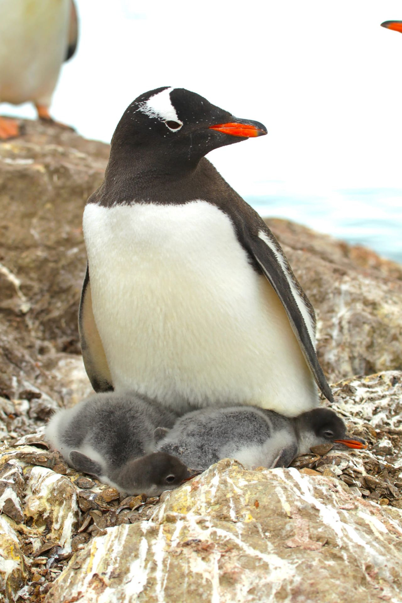 Полярники показили новонароджених пінгвітів на станції Вернадського - зображення