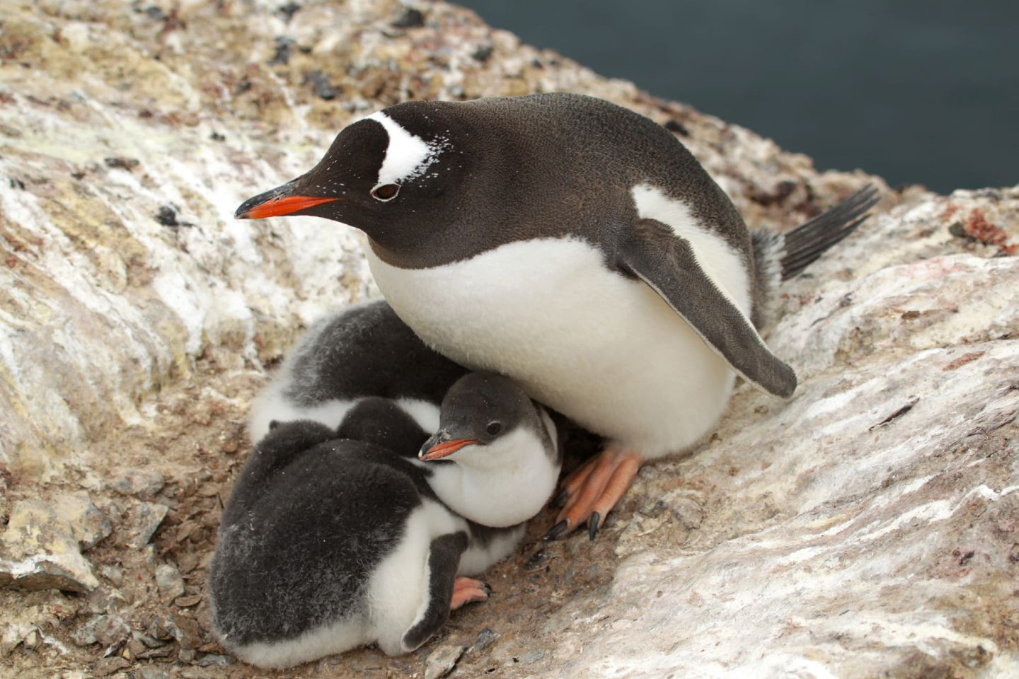 Полярники показили новонароджених пінгвітів на станції Вернадського - зображення