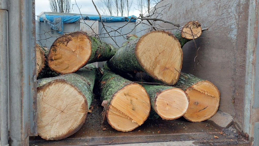 Завдали шкоди на понад 2,4 млн грн: на Бориспільщині судитимуть чорних лісорубів - зображення