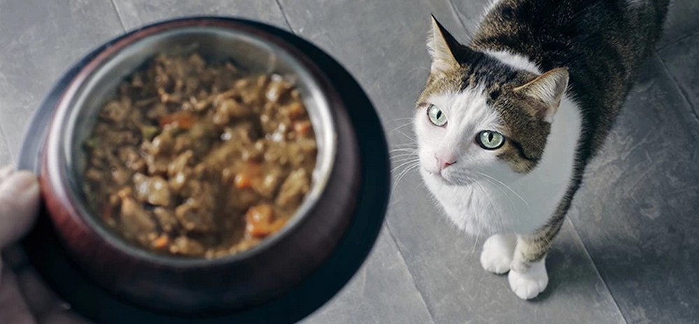 Чи можна годувати кота продуктами зі столу - зображення
