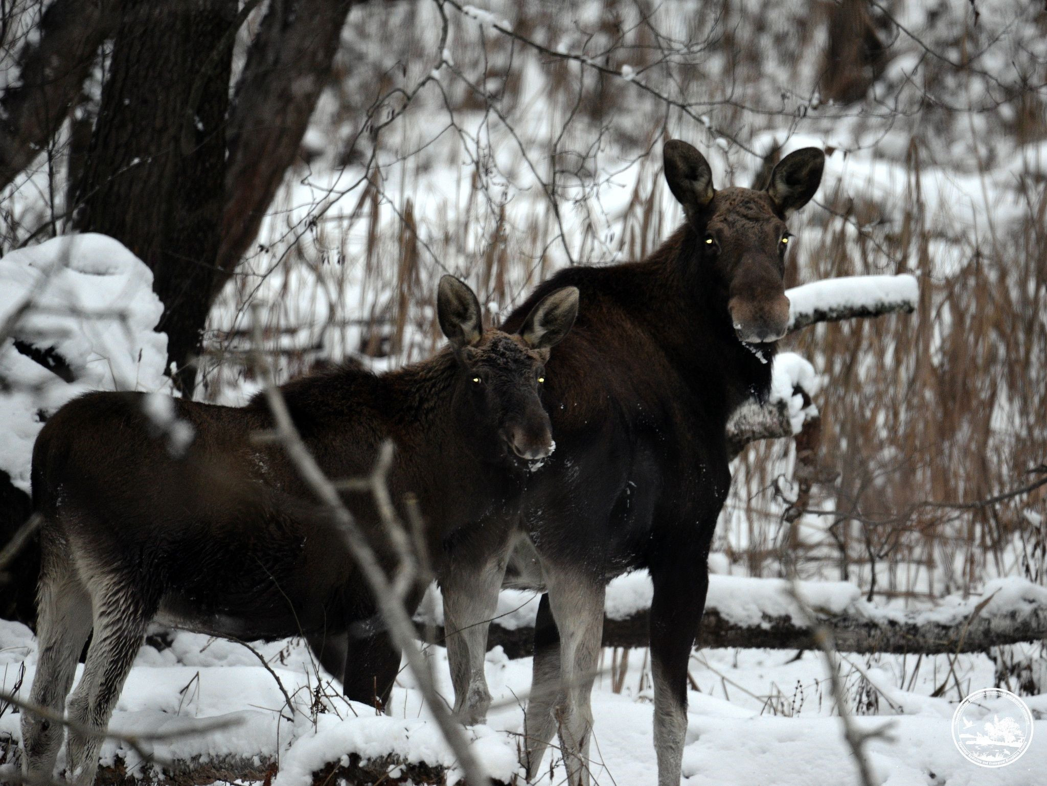 У Чорнобильському заповіднику показали фото червонокнижних тварин - зображення