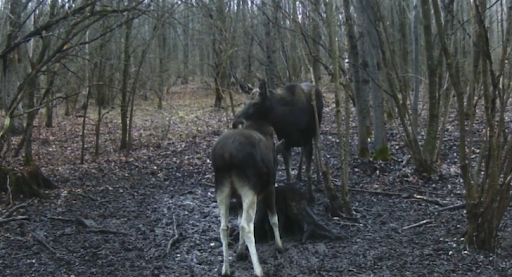 У Чорнобильському заповіднику показали фото червонокнижних тварин - зображення