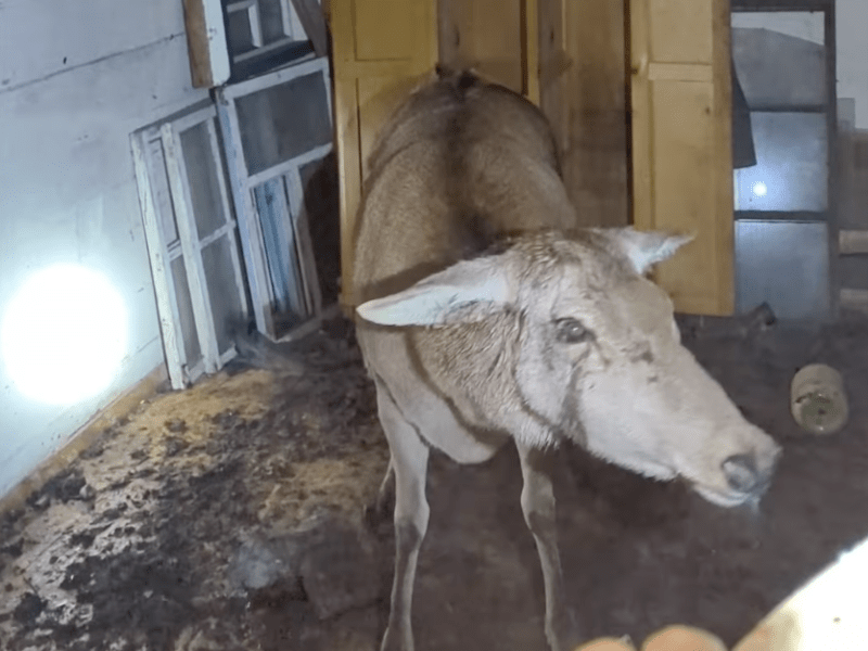На Київщині рятують літню оленицю, яку покусали собаки - зображення