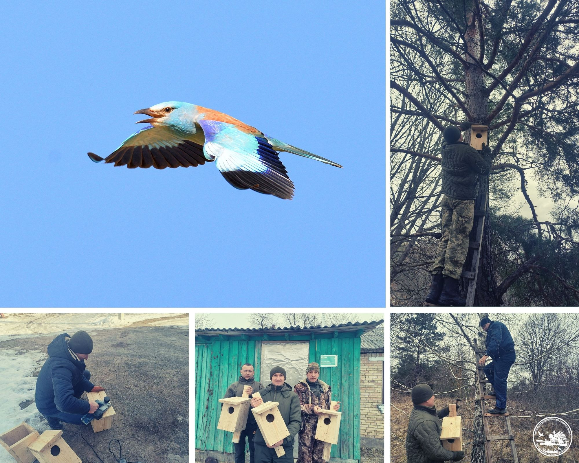 У Чорнобилі намагаються збільшити популяцію дуже рідкісного птаха - зображення